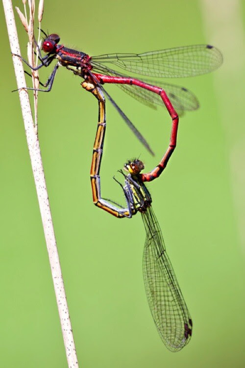 Matingdamsels2DPS