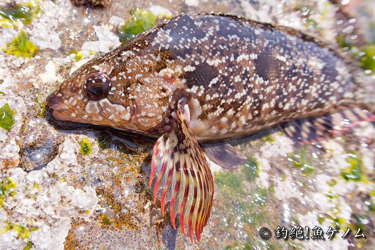 クジメ専門 釣絶 魚ゲノム