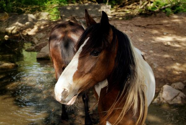 Caballos, tan cercanos y a la vez tan abusados.