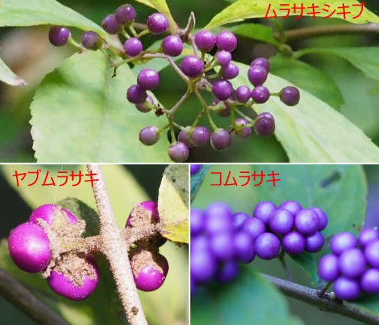 ムラサキシキブとコムラサキとヤブムラサキ ぱやんぷ一家参上
