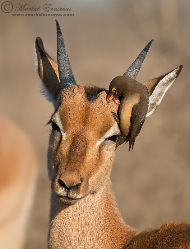 500px favs, rg443