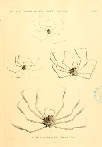 marine animals