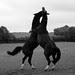 Horseplay