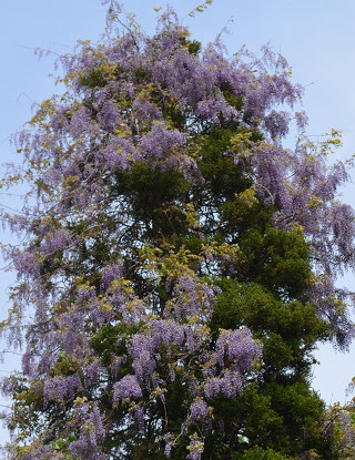 野生の 藤の花 の力強さに感動しました 蓼食う虫の記