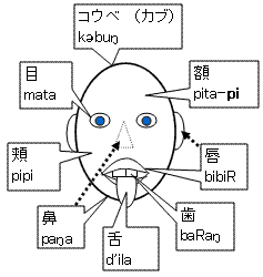 身体名称の語源 まとめ