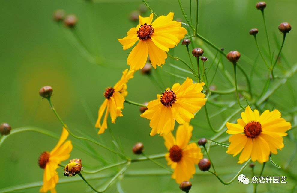 适合秋冬季节种植的花 还有那么多你不知道的 金盏菊