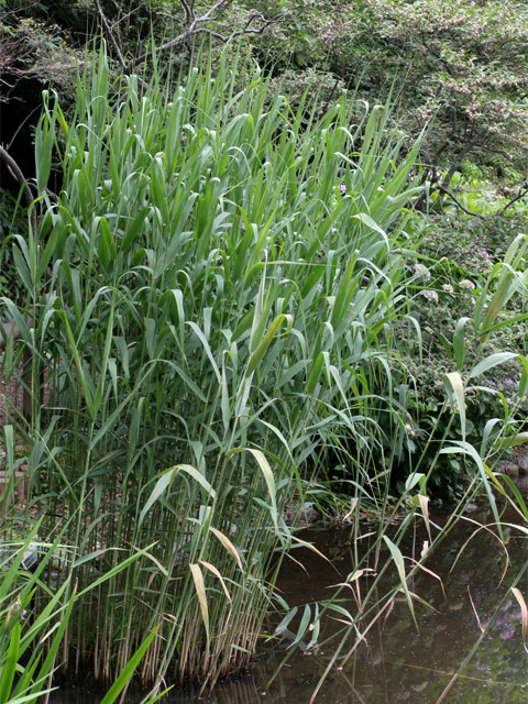 イネ科 植物図鑑のカテゴリ サイエンス ナビch