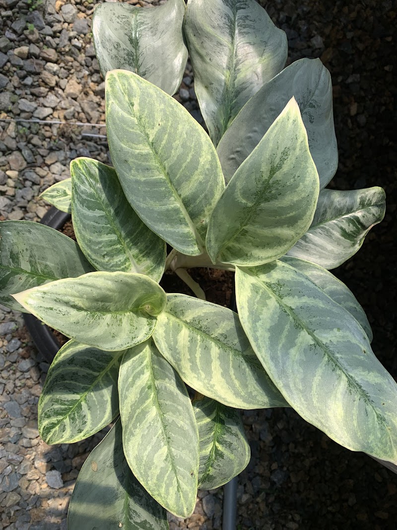 Ide Istimewa Aglaonema Comutatum, Motif Baru!