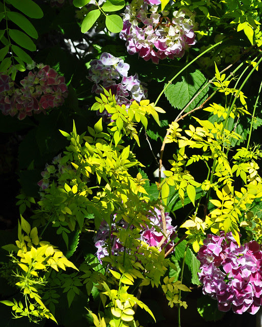 Hydrangea macrophylla 'Frau Kinue' and Jasminum officinale 'Aurea' (3)
