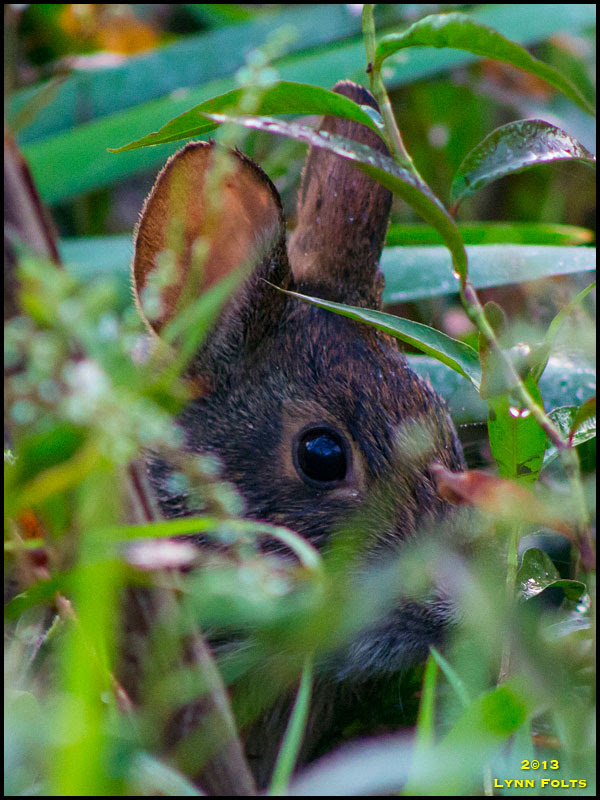 Marsh Rabbit
