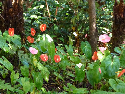 Big Island Hawaii flowers