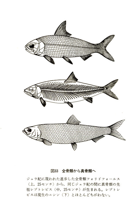 魚の系統進化その７ 龍 Ronのアート