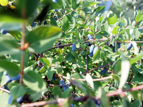 緑 の 湯 札幌 料金