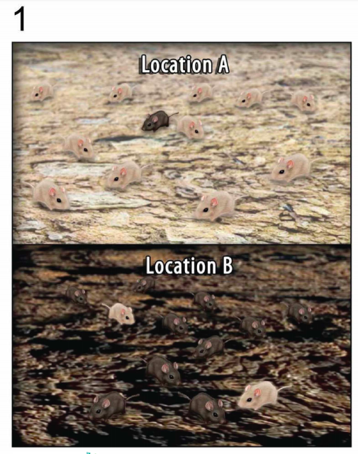 AP BIOLOGY