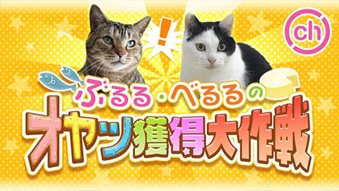 呼び鈴でおやつをゲット！ぶるる編集長＆べるる副編集長  ねこねこNEWS