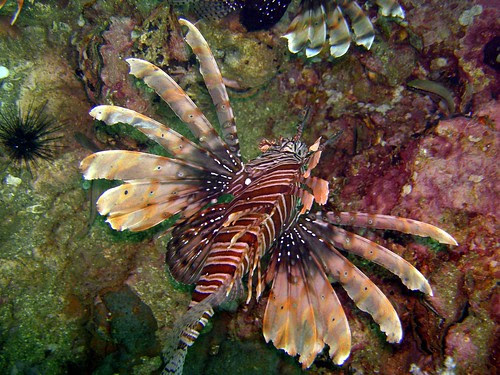 derives its English linguistic communication advert from the profusion of lime light-green too heaven bluish magnificent anemon Bangkok Thailand Travel Map & Things to do in Bangkok : Phi Phi Island Diving - Anemone Reef