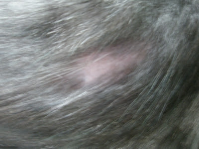 ブラッシングはほどほどに Precious Nyan