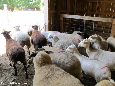 (21-6) Yay! Sheep working Tuesday is over. Oh wait, it's even hotter out there. - FarmgirlFare.com