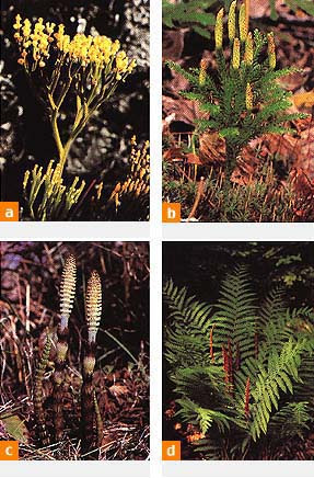 APB2 - PLANTAS SIN SEMILLA