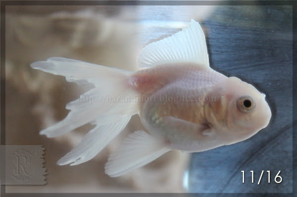 金魚の尾腐れ病 薬浴 塩水浴を経て 薔薇の森