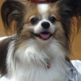 とってもかわいいパピヨン その愛くるしい性格徹底解剖 犬の総合情報サイト ペットスマイルニュースforワンちゃん