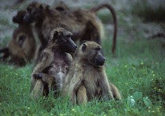 Baboon relatives gazing