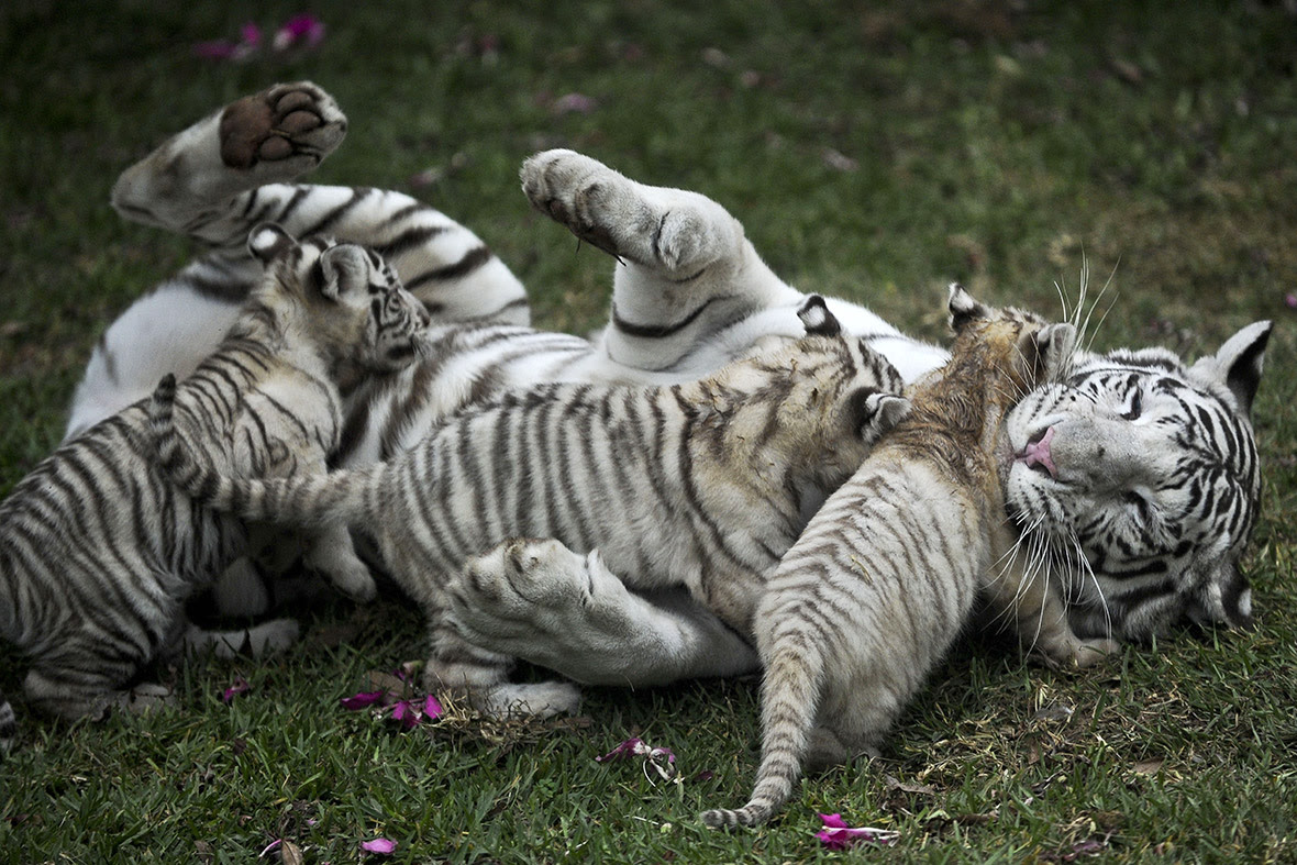 A white Bengal female tiger plays with her three cubs at the Huachipa zoo in Lima, Peru...