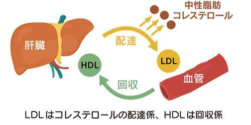 コレステロールの謎を考える 正義の見方 それとも悪者