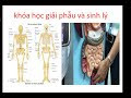 giải phẫu -thay đổi thể tích lồng ngực trong các cử động hô hấp
