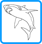 Shark coloring pages