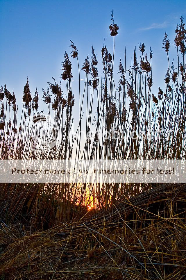 Bush's Sunset [enlarge]