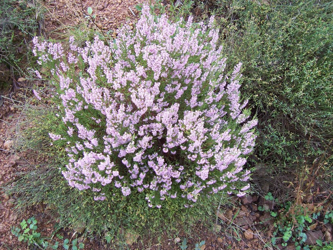 Callune - calluna vulgaris - Photo de fleur