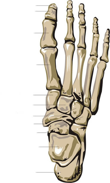 HUMAN BODY - SKELETON