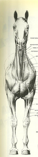 anatomia do cavalo5