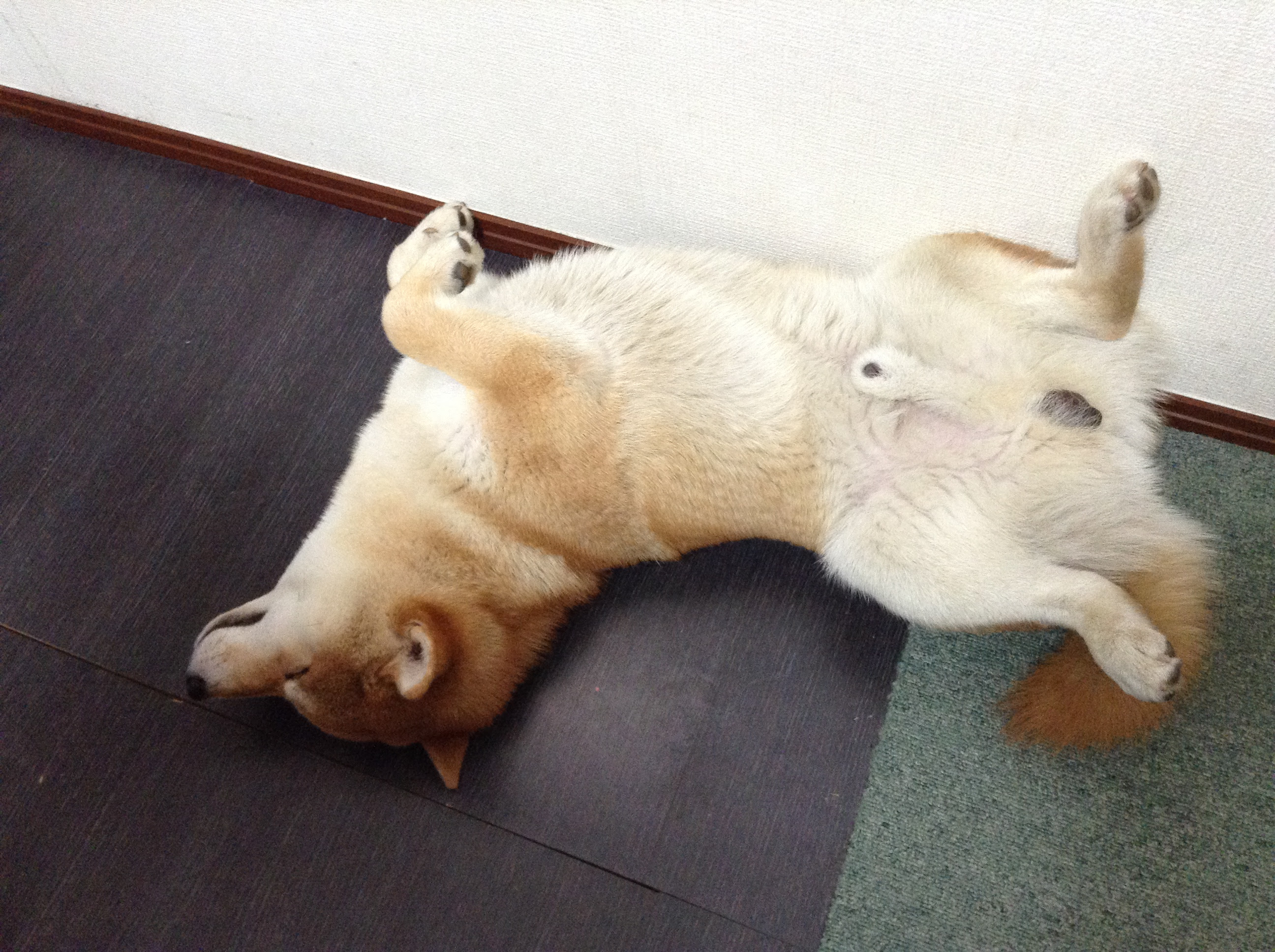 芝犬の噛み癖の躾け方 殺処分されたｋ太郎に捧げる Miyawaki Netnews 旧みやわきぶろぐ