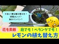 [最も選択された] ベランダ レモン 840571-ベランダ レモンの木