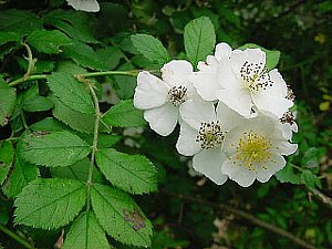 ノバラ のばら 野薔薇 の花言葉 花言葉事典