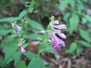 ７月に咲き始める乙女高原の草花 乙女高原ファンクラブトップ 乙女高原の動植物 草花の花暦 7月 ５月 ６月 ７月 ８月前半 8月後半 ９月 １０月 ヤマホタルブクロ 林道わきから草原まで分布範囲の広い花 手鏡を使って中をのぞくと おしべが熟して