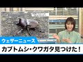 最高のコレクション オオクワガタ カブトムシ イラスト 簡単 162540