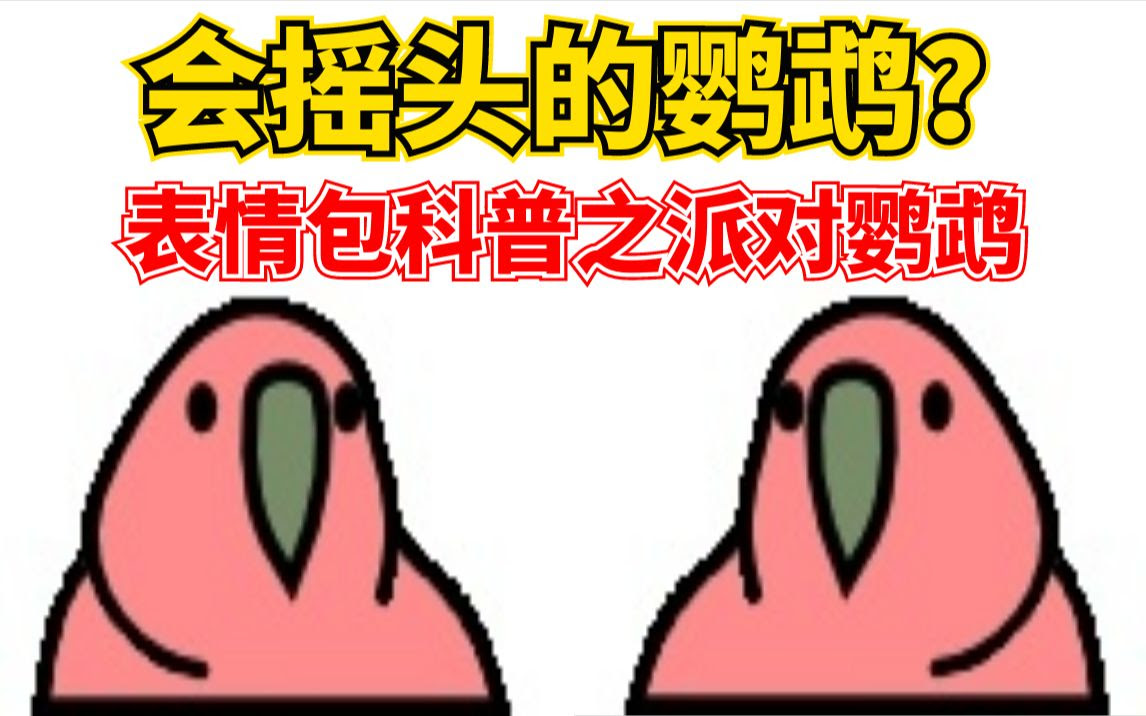 表情包科普23 派对鹦鹉 这个摇头的鹦鹉是从哪来的 哔哩哔哩 つロ干杯 Bilibili