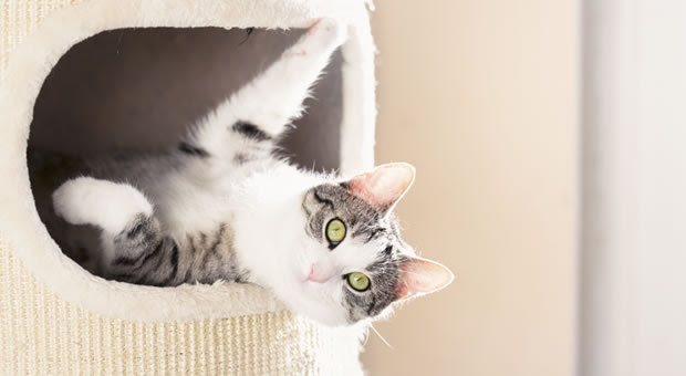 おしゃれで可愛い猫用ベッドやクッションが人気 おすすめ通販サイト集