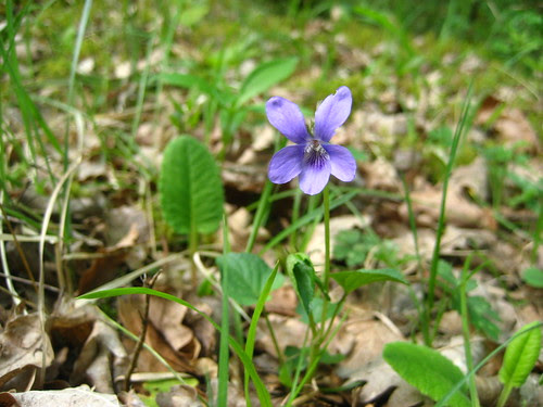 Violet in the hedgerow