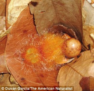 A one day old Cinereous Mourner chick, left, has bright orange, spiky feathers that make it resemble the hairy caterpillars produced by Flannel Moths