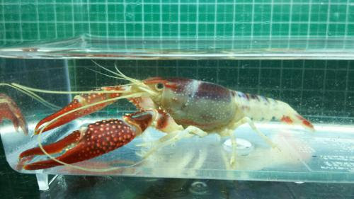 あくあしょっぷ石と泉 アメリカザリガニ タイゴースト オス F