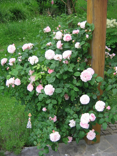 Meine Lieblingsrose blüht