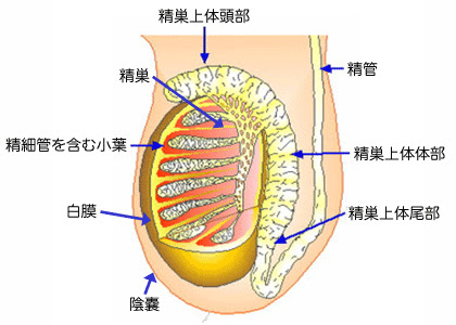 精巣が大きく硬く触れる