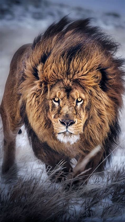 lion wallpaper    click  image iphone