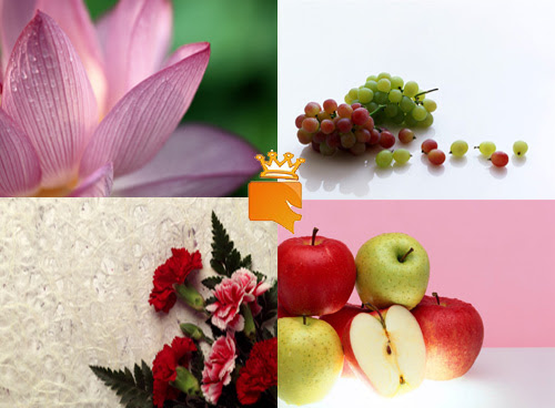 pacote-wallpaper-flores-fru