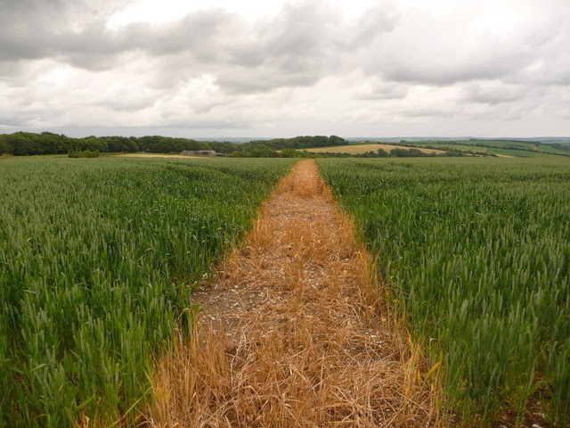 Cerne Abbas: path through field at St. Catherine’s Hill