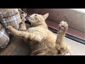 70以上 猫 可愛い ねこ 癒し 画像 858798